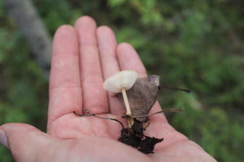 Oak-loving Gymnopus
