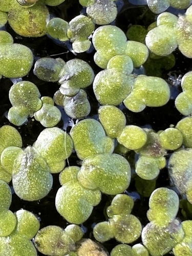 Image of Lemna turionifera by (c) Алёна Осипова, some rights reserved (CC BY)