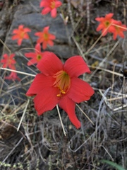 Cyrtanthus galpinii