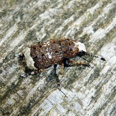 Platystomos albinus