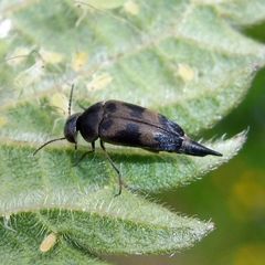 Variimorda villosa