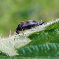 Variimorda villosa