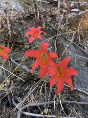 Cyrtanthus galpinii