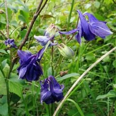 Aquilegia vulgaris