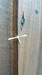 Hellinsia homodactylus