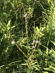 Lythrum alatum lanceolatum