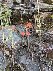 Cyrtanthus galpinii