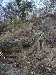 Cyrtanthus galpinii