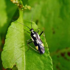 Grypocoris stysi