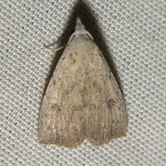 Rivula stepheni