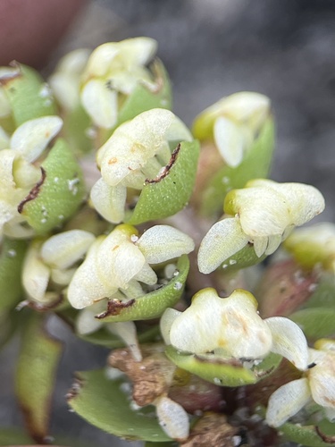 Image of Satyrium bicallosum by (c) Charleen Brunke, some rights reserved (CC BY)
