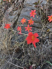 Cyrtanthus galpinii