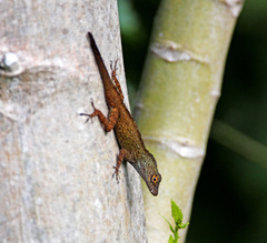 Anolis
