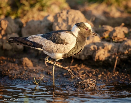 Blacksmith Lapwing