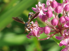 Physocephala sagittaria