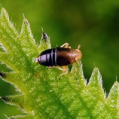 Ditropis pteridis