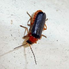 Cantharis flavilabris