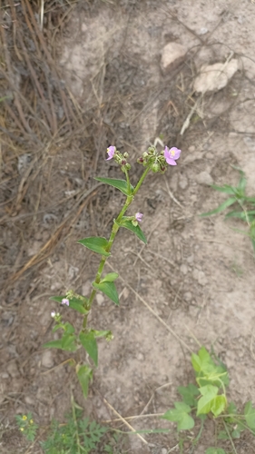 Tripogandra disgrega (Tripogandra disgrega)
