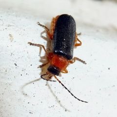 Cantharis flavilabris