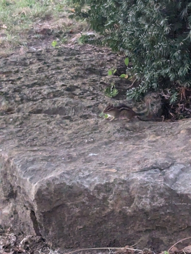 Eastern Chipmunk photographed in Kansas