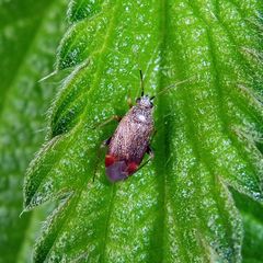 Psallus ambiguus