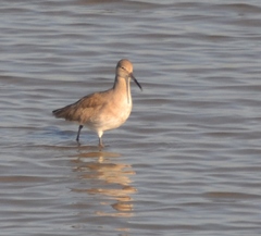 Tringa semipalmata