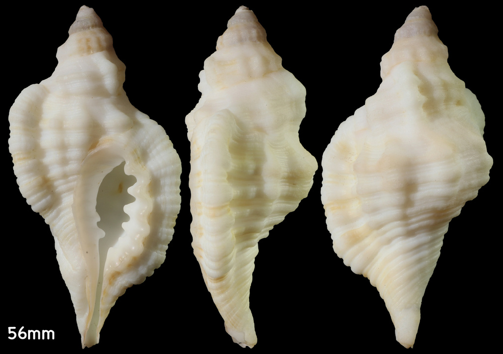 Krebs's Hairy Triton