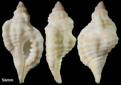 Krebs' hairy triton