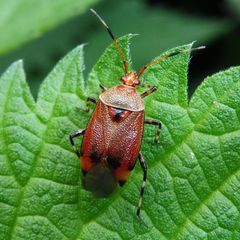 Deraeocoris olivaceus