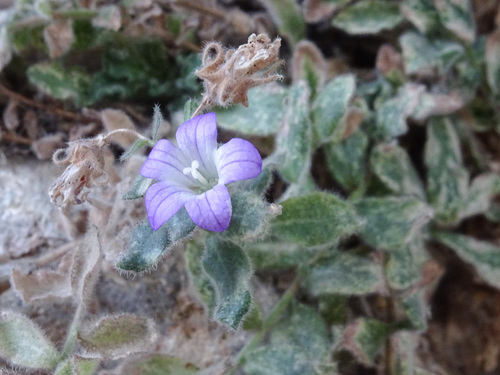 Campanula mollis (Campanula mollis)