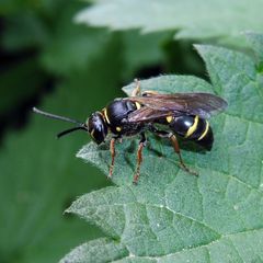 Argogorytes mystaceus