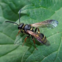 Argogorytes mystaceus