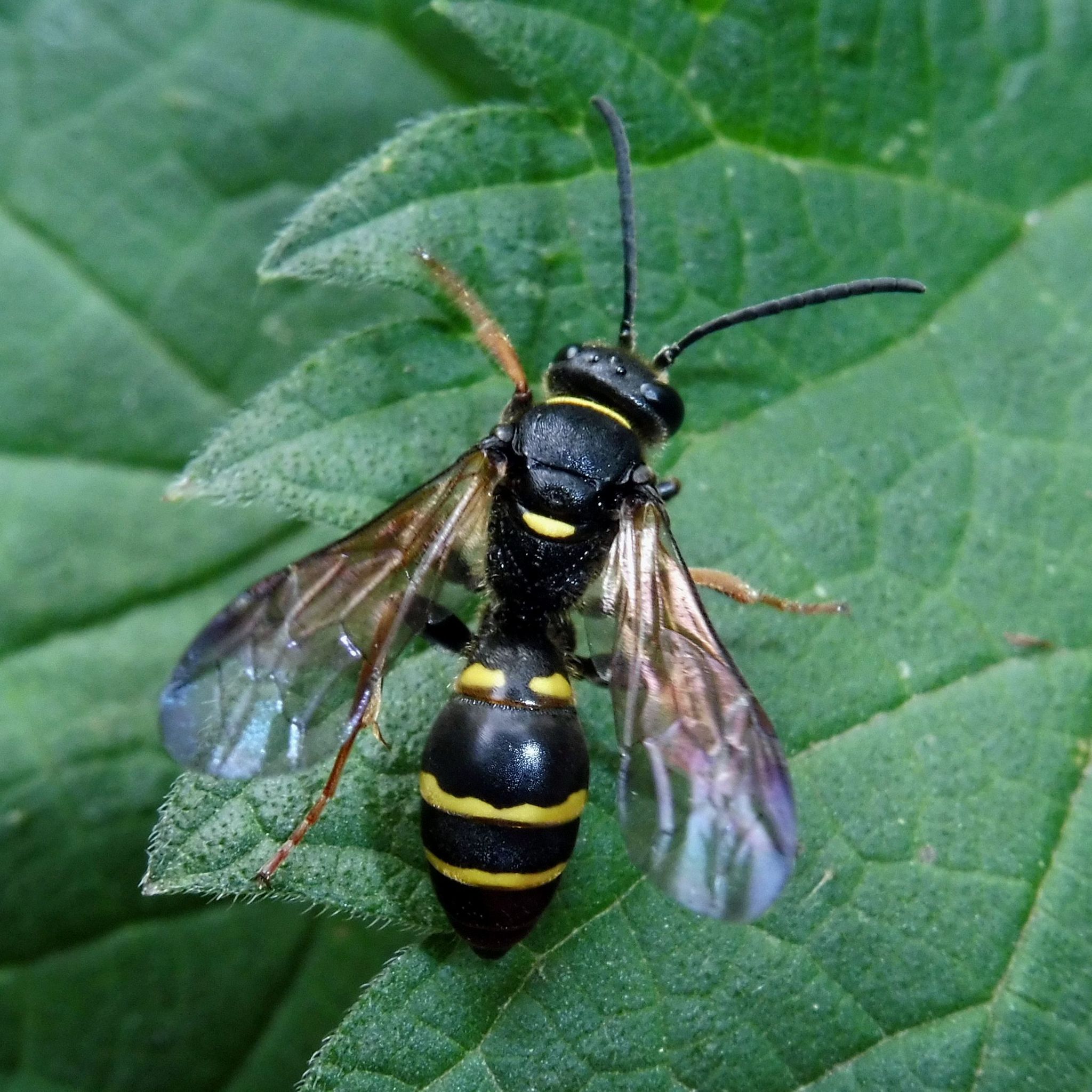 Two-girdled Digger Wasp (Argogorytes mystaceus) · iNaturalist
