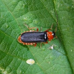 Cantharis flavilabris