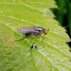 Dolichopus wahlbergi