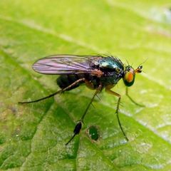 Dolichopus wahlbergi