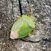 Green Shield Bug - Photo (c) Barry Walter, some rights reserved (CC BY), uploaded by Barry Walter