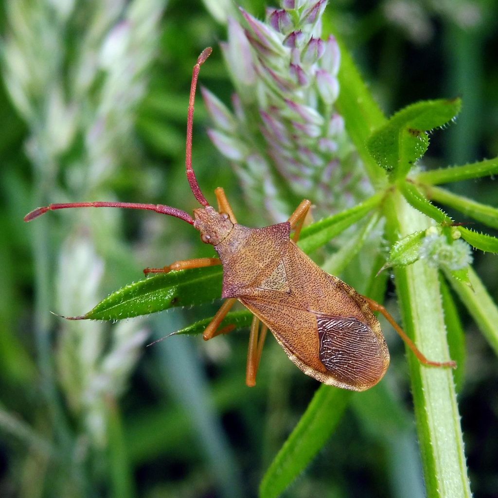 Gonocerus acuteangulus