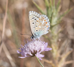Polyommatus bellargus
