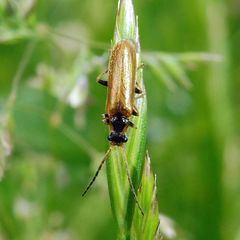 Rhagonycha nigriventris