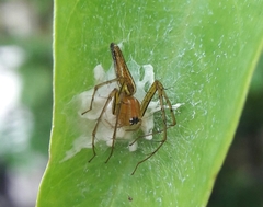 Oxyopes