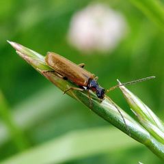 Rhagonycha nigriventris