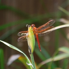 Libellula needhami