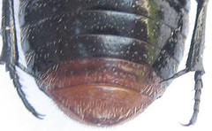 Clinteroides permutans