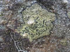 Pilophorus acicularis