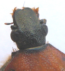 Clinteroides permutans
