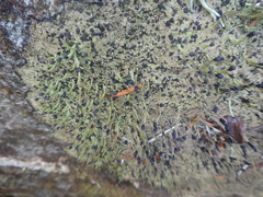 Pilophorus acicularis