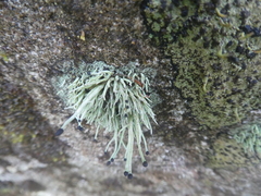 Pilophorus acicularis