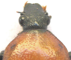 Clinteroides permutans