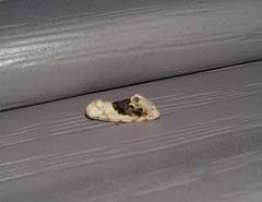 Ponometia erastrioides